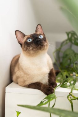 Beyaz dolapta yeşil bitkinin yanında dinlenen siyam kedisi. Huzurlu bir iç atmosfer ve evcil hayvan varlığının iç mekandaki uyumu.
