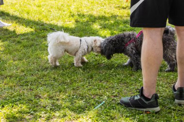 Güneşli bir öğleden sonra yürüyüşü sırasında iki köpek parkta buluşur. Bir şehir ortamında hayvan iletişimi, hayvan merakı ve sosyal etkileşim