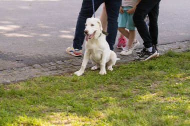 Şehir parkında insanların yanında oturan mutlu köpek. Arkadaşlık, kamusal alan ve evcil hayvanlarla günlük yaşam..