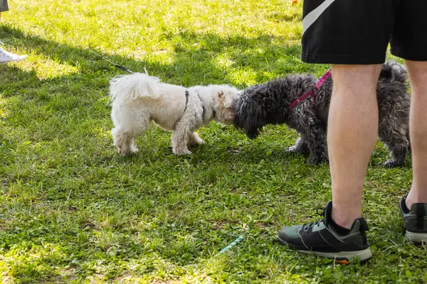 Güneşli bir öğleden sonra yürüyüşü sırasında iki köpek parkta buluşur. Bir şehir ortamında hayvan iletişimi, hayvan merakı ve sosyal etkileşim