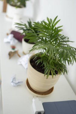 Organize edilmemiş raflar, ev bitkileri, kağıt çöpleri ve dağınık nesneler. Düzensizlik ve günlük ihmalin neden olduğu dağınıklık..