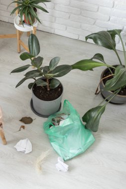 Salon bitkileriyle dolu dağınık bir köşe ve yerde plastik bir çöp torbası. Günlük yaşamda ev düzensizliği ve temizlik eksikliği