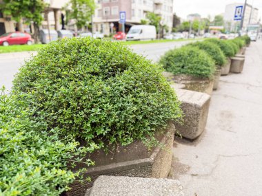 Şehir kaldırımı boyunca uzanan yuvarlak çalıları olan beton saksılar. Halk yeşilliği, şehir peyzajı ve kentsel bitki bakımı.