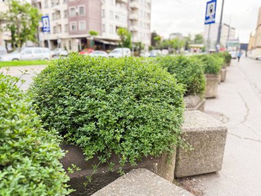 Şehir kaldırımı boyunca uzanan yuvarlak çalıları olan beton saksılar. Halk yeşilliği, şehir peyzajı ve kentsel bitki bakımı.