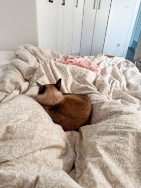 Yatakta gevşemiş siyam kedisi. Evcil hayvan ve sahibi arasındaki samimiyet, rahatlık ve sessizlik..