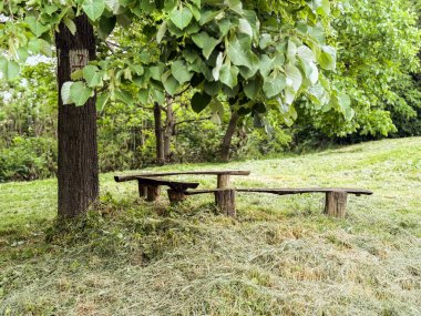 Yaz otlağındaki yapraklı bir ağacın altında basit bir ahşap bank. Yeşilliklerle çevrili sakin bir kırsal bölge.