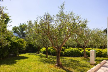 Güneşli parkta zeytin ağaçları. Sıcak iklim ortamında Akdeniz manzarası, sürdürülebilir yeşillik ve barışçıl doğa