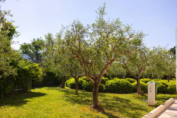 Güneşli parkta zeytin ağaçları. Sıcak iklim ortamında Akdeniz manzarası, sürdürülebilir yeşillik ve barışçıl doğa
