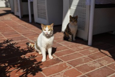 İki sokak kedisi güneşli ve gölgeli kırmızı döşemede dinleniyor. Kentsel hayvan varlığı, yaz sıcaklığı ve açık havada birlikte yaşam.