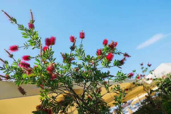 Mavi gökyüzünün altında açan kırmızı şişe fırçası çiçekleri. Yaz botaniği, dekoratif peyzaj ve mevsimlik Akdeniz bitkileri.
