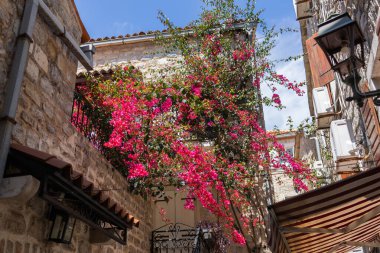 Bougainvillea çiçek açmış dar sokaktaki taş balkondan aşağı yuvarlanıyor. Akdeniz cazibesi, yaz havası ve şehir çiçeği güzelliği.