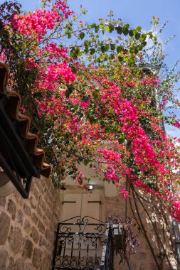 Bougainvillea çiçek açmış dar sokaktaki taş balkondan aşağı yuvarlanıyor. Akdeniz cazibesi, yaz havası ve şehir çiçeği güzelliği.