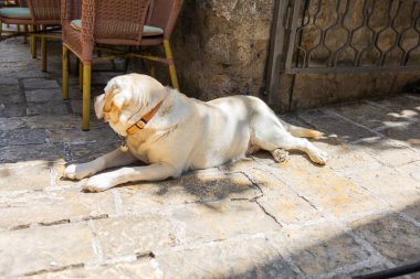 Golden Labrador açık kafenin yanındaki güneş ışığında taş kaldırımda yatıyor. Rahatlamış hayvan, sıcak hava ve huzurlu bir sokak anı..
