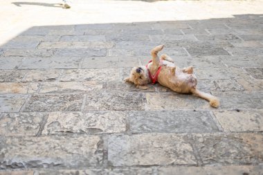 Kırmızı koşumlu küçük köpek taş kaldırımda neşeyle yuvarlanıyor. Neşeli evcil hayvan anı, şehir manzarası ve kaygısız açık hava davranışı.