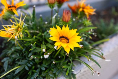 Sarı Gazania ya da Hazine çiçeği tam çiçek açmış, Gazania rigens ışıldıyor