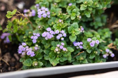 Ageratum houstonianum ya da diş ipi çiçekleri..