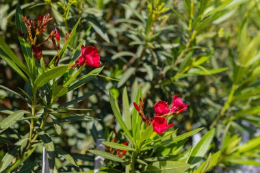 Pembe zakkum ya da çiçek açmış Neryum zakkum. Pembe yaz zakkum arka planı.