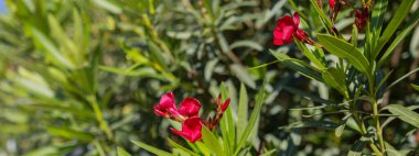 Pembe zakkum ya da çiçek açmış Neryum zakkum. Pembe yaz zakkum arka planı.