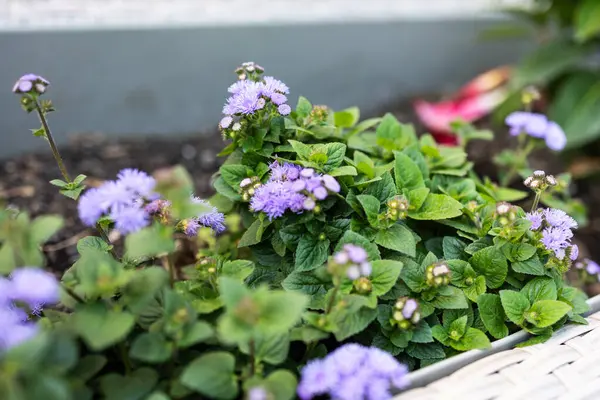 Ageratum houstonianum ya da diş ipi çiçekleri..