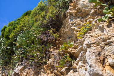 Kıyı kayalıkları, kaktüsleri ve parlak mavi gökyüzünün altında yeşil çalıları var. Kuru bitki örtüsü ve güneş ışığıyla doğal manzara