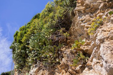 Kayalık kayalıklarda yetişen yeşil kaktüs bitkileri çalılar ve mavi gökyüzü arka planıyla. Doğal çöl bitkisi ve engebeli arazi