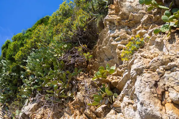 Kıyı kayalıkları, kaktüsleri ve parlak mavi gökyüzünün altında yeşil çalıları var. Kuru bitki örtüsü ve güneş ışığıyla doğal manzara