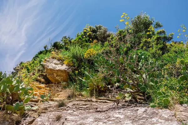 Kıyı kayalıkları, kaktüsleri ve parlak mavi gökyüzünün altında yeşil çalıları var. Kuru bitki örtüsü ve güneş ışığıyla doğal manzara