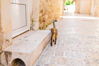 Sessiz, eski bir kasaba caddesinde gezinen kedi, arka manzara. Yaz seyahati, günlük cazibe ve Akdeniz köy hayatının huzurlu anları.