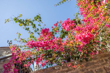 Çiçekli begonviller açık bir gökyüzünün altındaki taş bir balkondan dökülüyor. Yaz tatili, Akdeniz florası ve tarihi şehirlerde mimari sükunet.