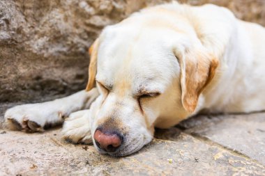 Golden Labrador açık kafenin yanındaki güneş ışığında taş kaldırımda yatıyor. Rahatlamış hayvan, sıcak hava ve huzurlu bir sokak anı..