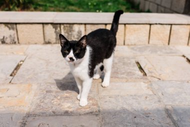 Taş kaldırımda duran siyah beyaz kedi. Şehir kedisi hayatı, hayvan kişiliği ve doğal ışık ile günlük sokak sahneleri.