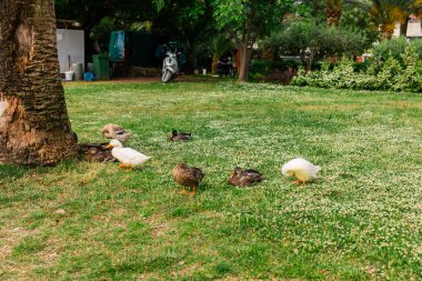 Ördekler yeşil bir parkta avlanıyor ve dinleniyorlar. Vahşi yaşam etkileşimi, barışçıl açık hava yaşamı ve kentsel yeşil bir alanda doğal davranışlar.