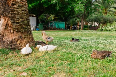 Bir grup ördek gölgeli çimenlik bir parkta dinleniyor. Açık havada rahatlama, doğal yaban hayatı davranışları ve kırsal bir ortamda barış içinde bir arada yaşama.