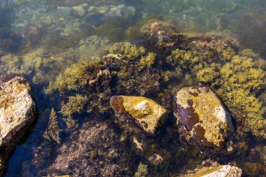 Açık deniz suyundaki su altı deniz yosunları ve kayalar. Deniz dokuları, deniz bitkileri ve doğal deniz ortamı.