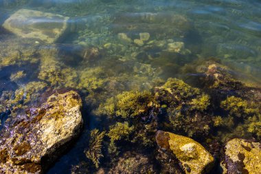 Suya batmış yosunlar ve renkli kayalarla temiz kıyı suları. Deniz dokuları, biyolojik çeşitlilik ve doğal kıyı ekosistemi.