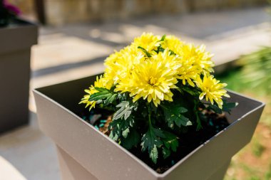 Çiçek saksısında açan sarı kasımpatı. Açık hava çiçek dekoru, mevsimlik renkler ve güneşli bahçe işleri ilhamı.