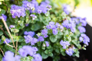 Güneş ışığında açan mor diş ipi çiçekleri. Bahçe çiçekleri, mevsimlik renkler ve yaz çiçekleriyle dolu canlı peyzaj.
