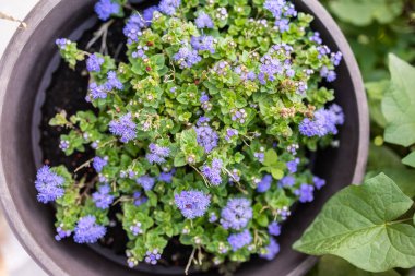 Güneş ışığında açan mor diş ipi çiçekleri. Bahçe çiçekleri, mevsimlik renkler ve yaz çiçekleriyle dolu canlı peyzaj.