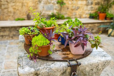 Taştan bir yüzeyde çeşitli saksı bitkilerinin yakın çekimi. Akdeniz avlusu yeşilliği, gelişigüzel bahçe düzenlemesi ve kırsal yaşam tarzı ayrıntıları.