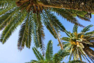 Açık mavi gökyüzüne karşı palmiye ağaçları. Tropik yeşillik, yaz atmosferi ve egzotik doğa manzarası.