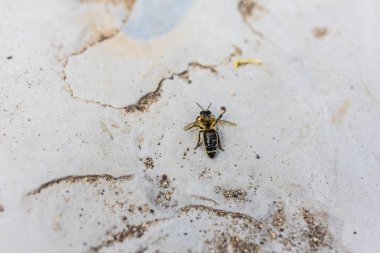 Kalıplı taş yüzeyde dinlenen arıya yakın çekim. Çevresel kırılganlık, böcek yaşamı ve ekolojik farkındalık