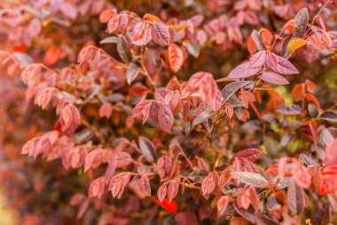 Botanik koleksiyonu, Loropetalum 'un pembe çiçekleri...