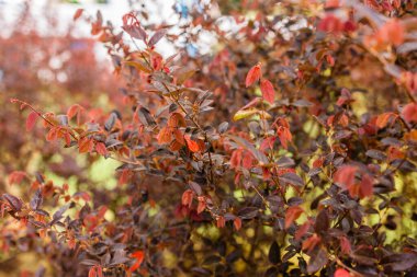 Botanik koleksiyonu, Loropetalum 'un pembe çiçekleri...