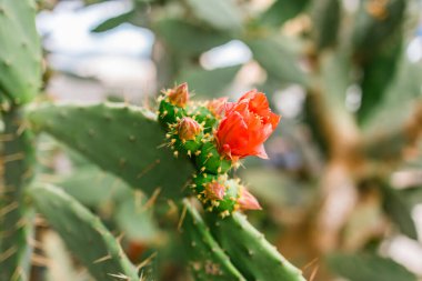 Kırmızı çiçekli bir kaktüsün yakın çekimi. Canlı çiçekleri ve keskin dikenleri olan sulu bitkilerin botanik detayları