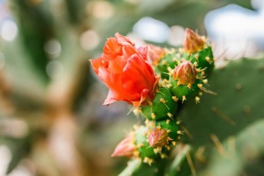 Kırmızı çiçekli bir kaktüsün yakın çekimi. Canlı çiçekleri ve keskin dikenleri olan sulu bitkilerin botanik detayları