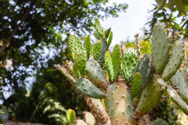 Şehir bahçesindeki dikenli armut kaktüsünün yakın görüntüsü. Sıcak bir Akdeniz 'de doğal doku, botanik detay ve dayanıklı büyüme