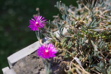 Pembe Delosperma Cooperi Bahçede çiçek açıyor