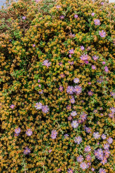Pembe Delosperma Cooperi Bahçede çiçek açıyor