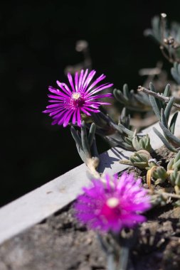 Pembe Delosperma Cooperi Bahçede çiçek açıyor