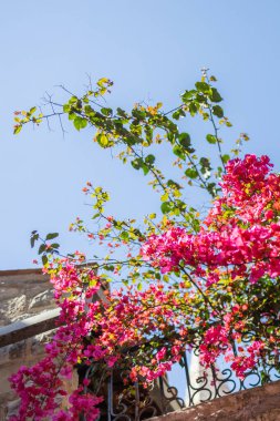 Çiçekli begonviller açık bir gökyüzünün altındaki taş bir balkondan dökülüyor. Yaz tatili, Akdeniz florası ve tarihi şehirlerde mimari sükunet.